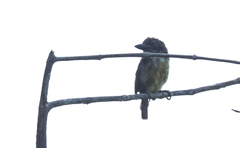 Pogoniulus scolopaceus