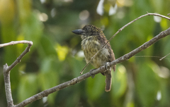 Pogoniulus scolopaceus