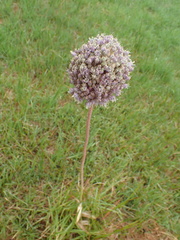 Allium ampeloprasum
