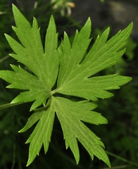 Ranunculus granatensis
