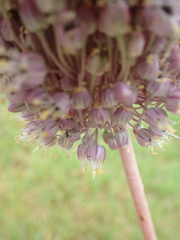 Allium ampeloprasum