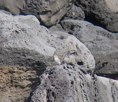 Muscicapa dauurica