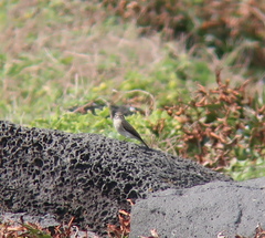 Muscicapa dauurica