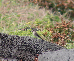 Muscicapa dauurica
