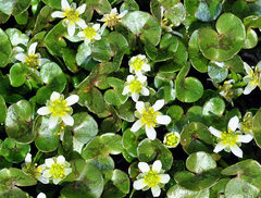 Ranunculus hederaceus