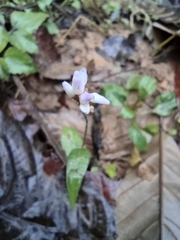 Persicaria criopolitana
