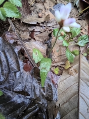 Persicaria criopolitana