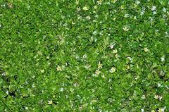 Ranunculus hederaceus