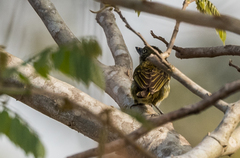 Pogoniulus scolopaceus