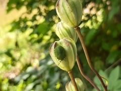 Palomena