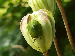 Palomena