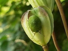 Palomena