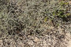 Aspalathus digitifolia