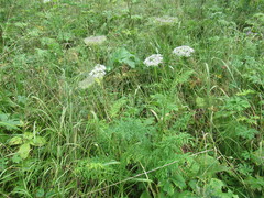 Seseli condensatum