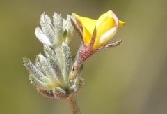 Aspalathus digitifolia