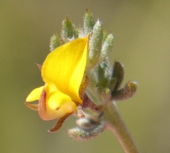 Aspalathus digitifolia