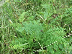 Seseli condensatum