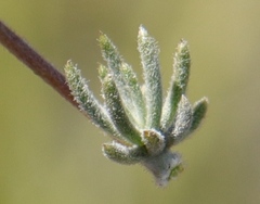 Aspalathus digitifolia