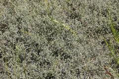 Aspalathus digitifolia