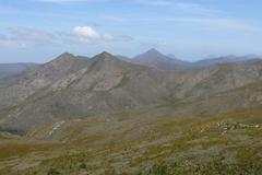 Aspalathus digitifolia