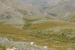 Aspalathus digitifolia