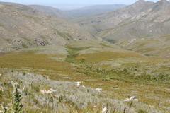 Aspalathus digitifolia