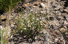 Phylica debilis debilis