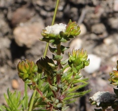 Phylica debilis debilis