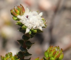 Phylica debilis debilis