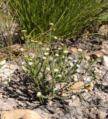 Phylica debilis debilis