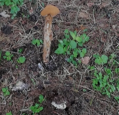 Battarrea phalloides