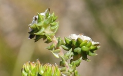 Phylica debilis debilis