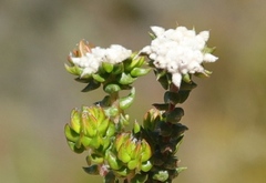 Phylica debilis debilis