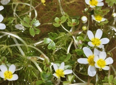 Ranunculus saniculifolius