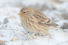 Twite photo 2