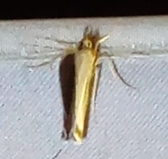 Papuasyntaxis metallescens