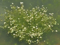 Ranunculus saniculifolius