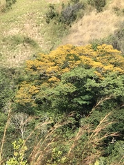 Pterocarpus acapulcensis