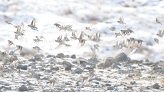 Montifringilla davidiana