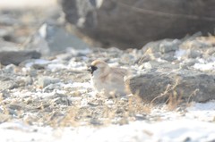 Montifringilla davidiana