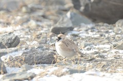 Montifringilla davidiana