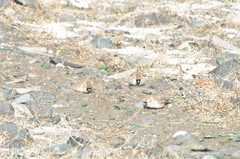 Montifringilla davidiana