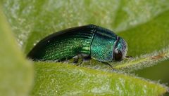 Paracmaeodera