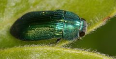 Paracmaeodera