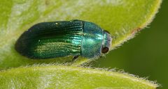 Paracmaeodera