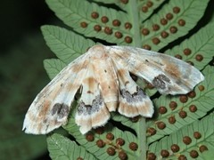 Holocryptis phasianura