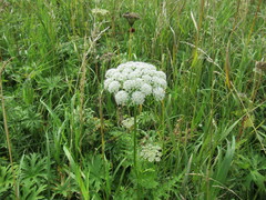Seseli condensatum