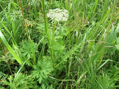 Seseli condensatum