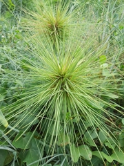 Cyperus papyrus