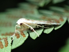 Holocryptis phasianura